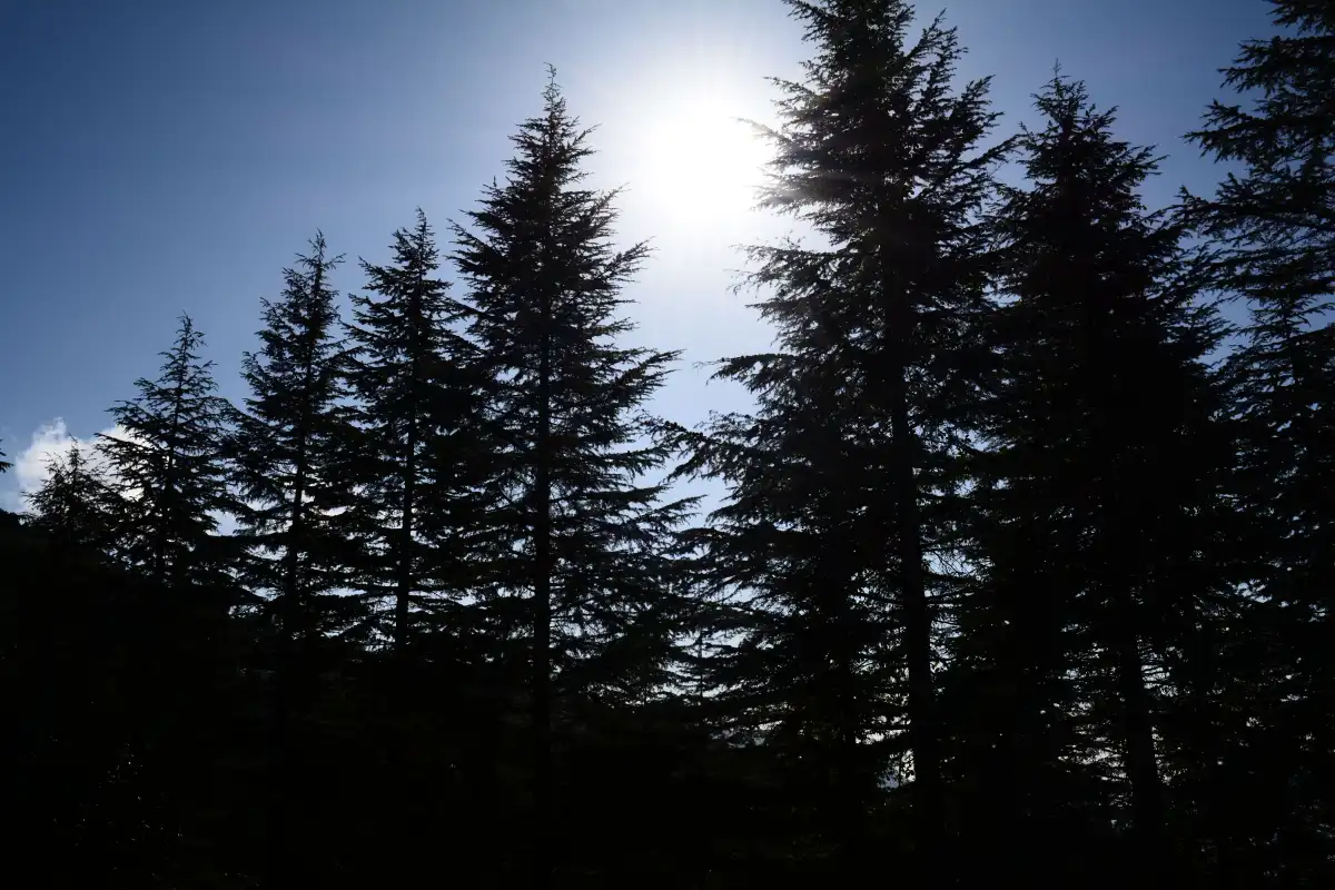 3 Days Binsar Tour Packages