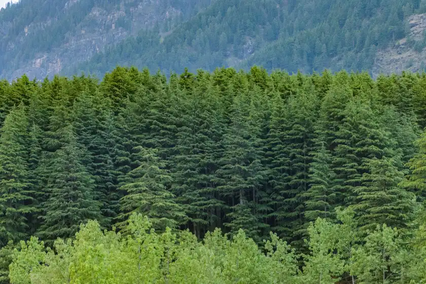 Pine forests of Ranikhet